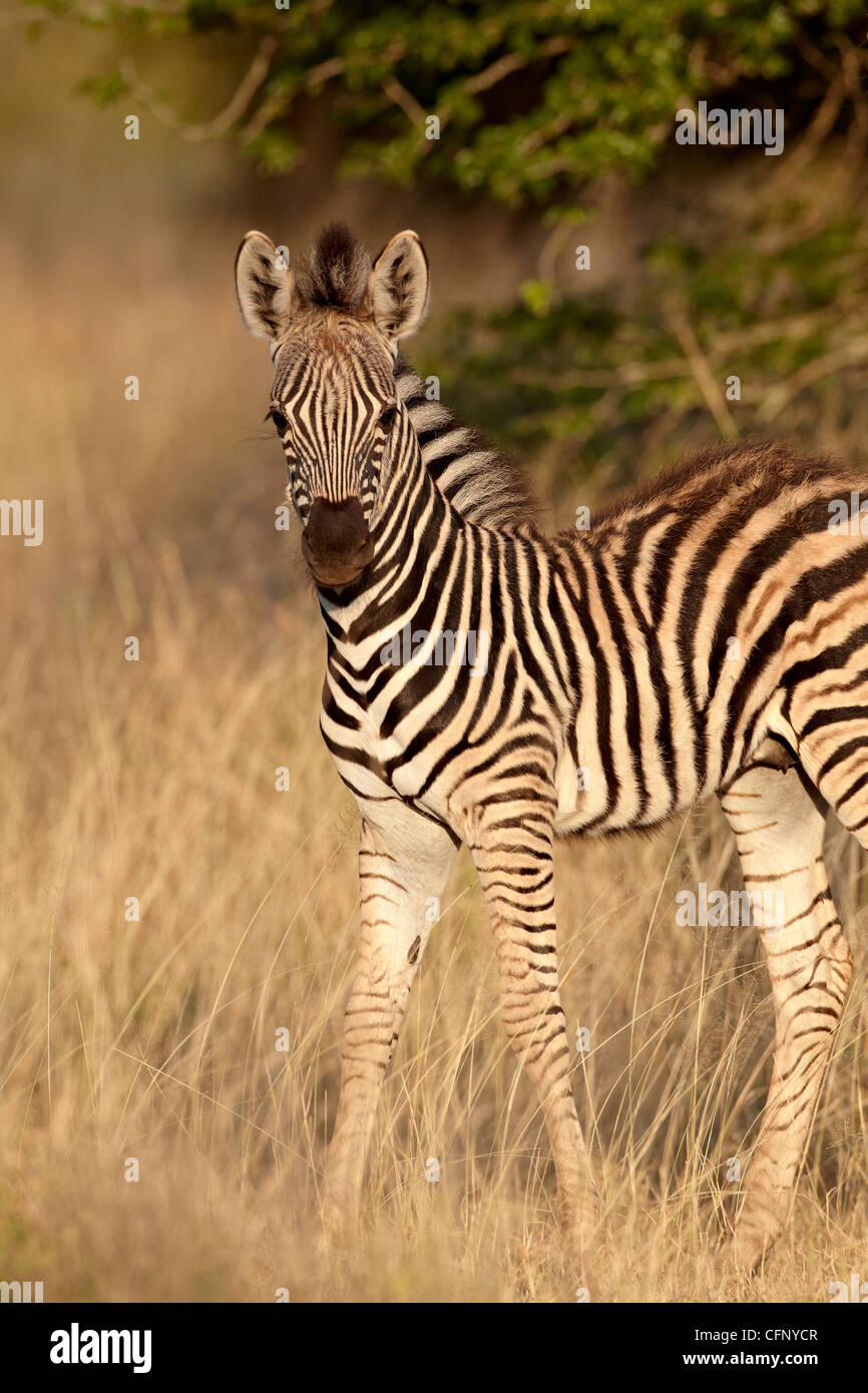 Chapman's zebra (plains zebra) (Equus burchelli antiquorum) foal, Kruger National Park, South Africa, Africa Stock Photo
