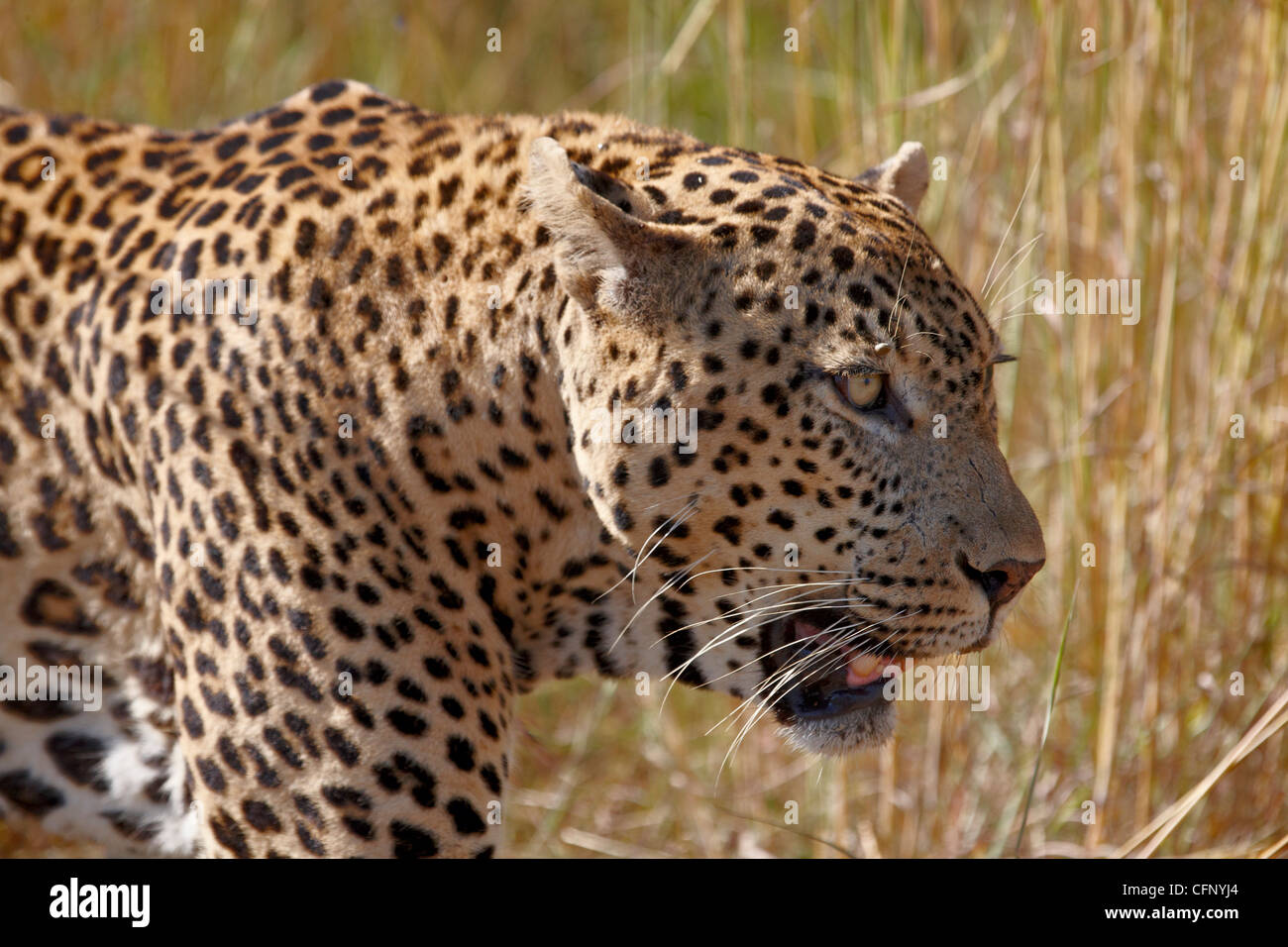 Male leopard (Panthera pardus), Kruger National Park, South Africa, Africa Stock Photo