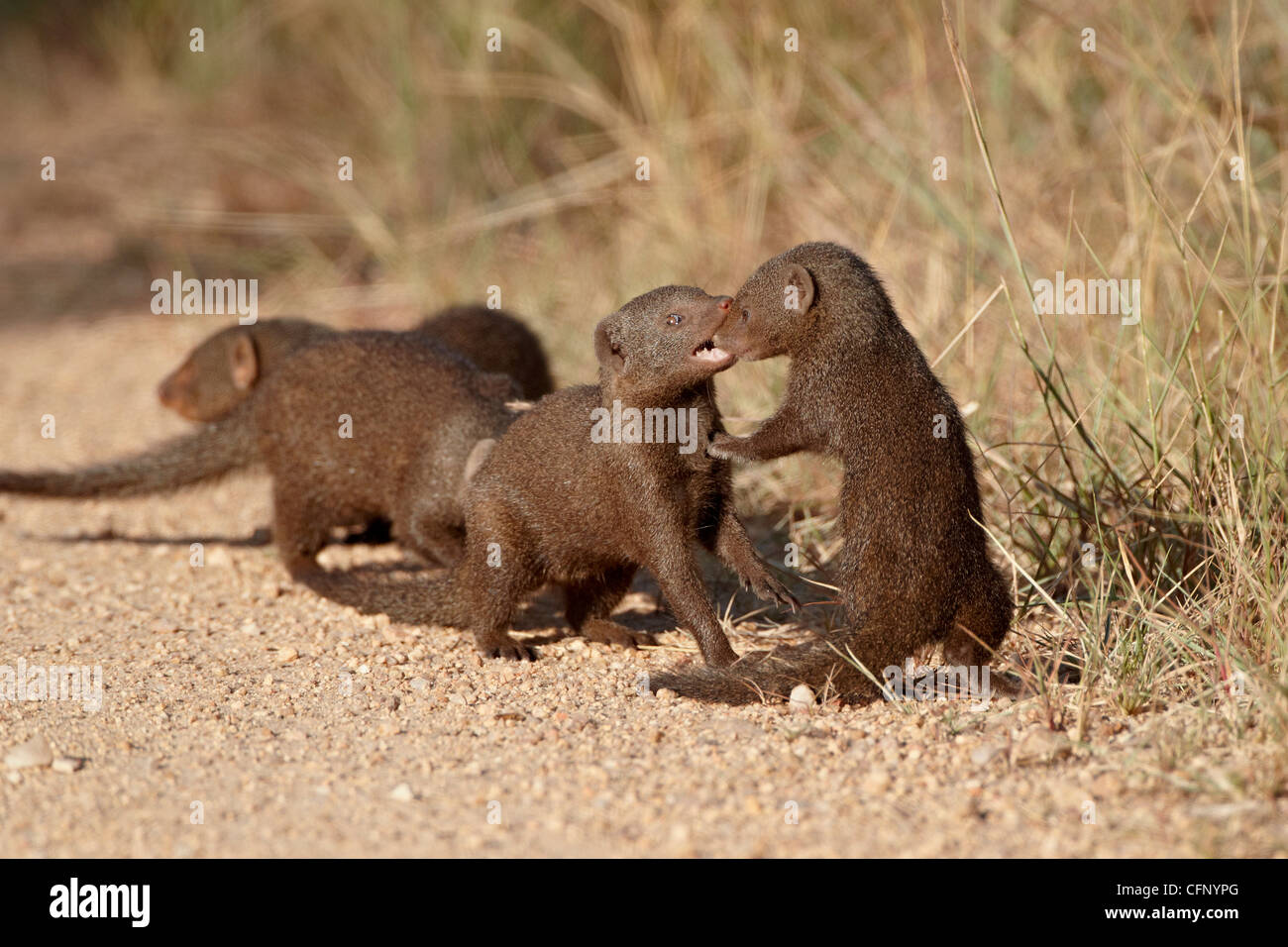 Dwarf mongoose (Helogale parvula) playing, Kruger National Park, South Africa, Africa Stock Photo