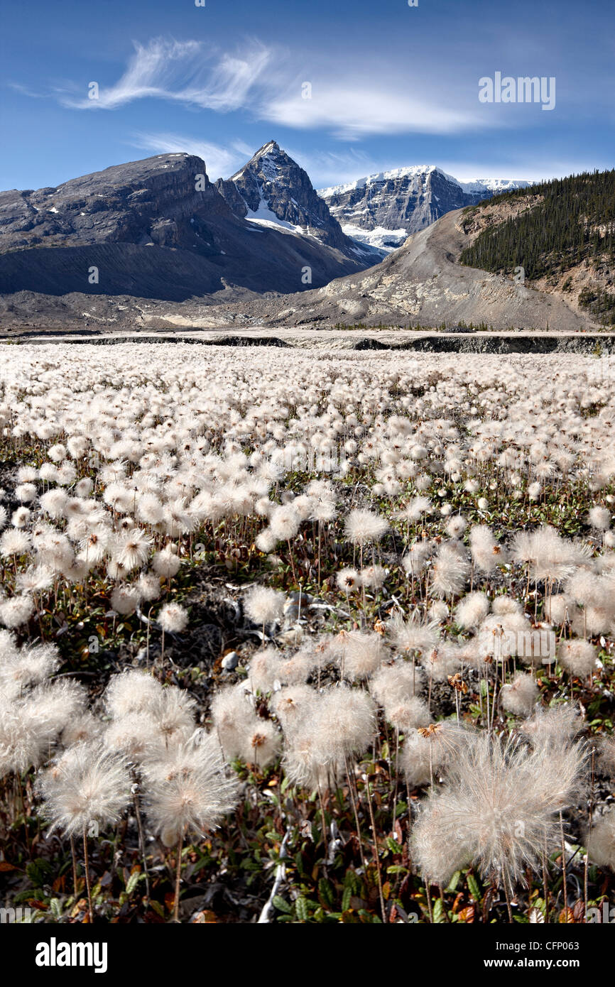 Field of yellow dryad (yellow mountain-avens), Alberta, Rocky Mountains, Canada, North America Stock Photo