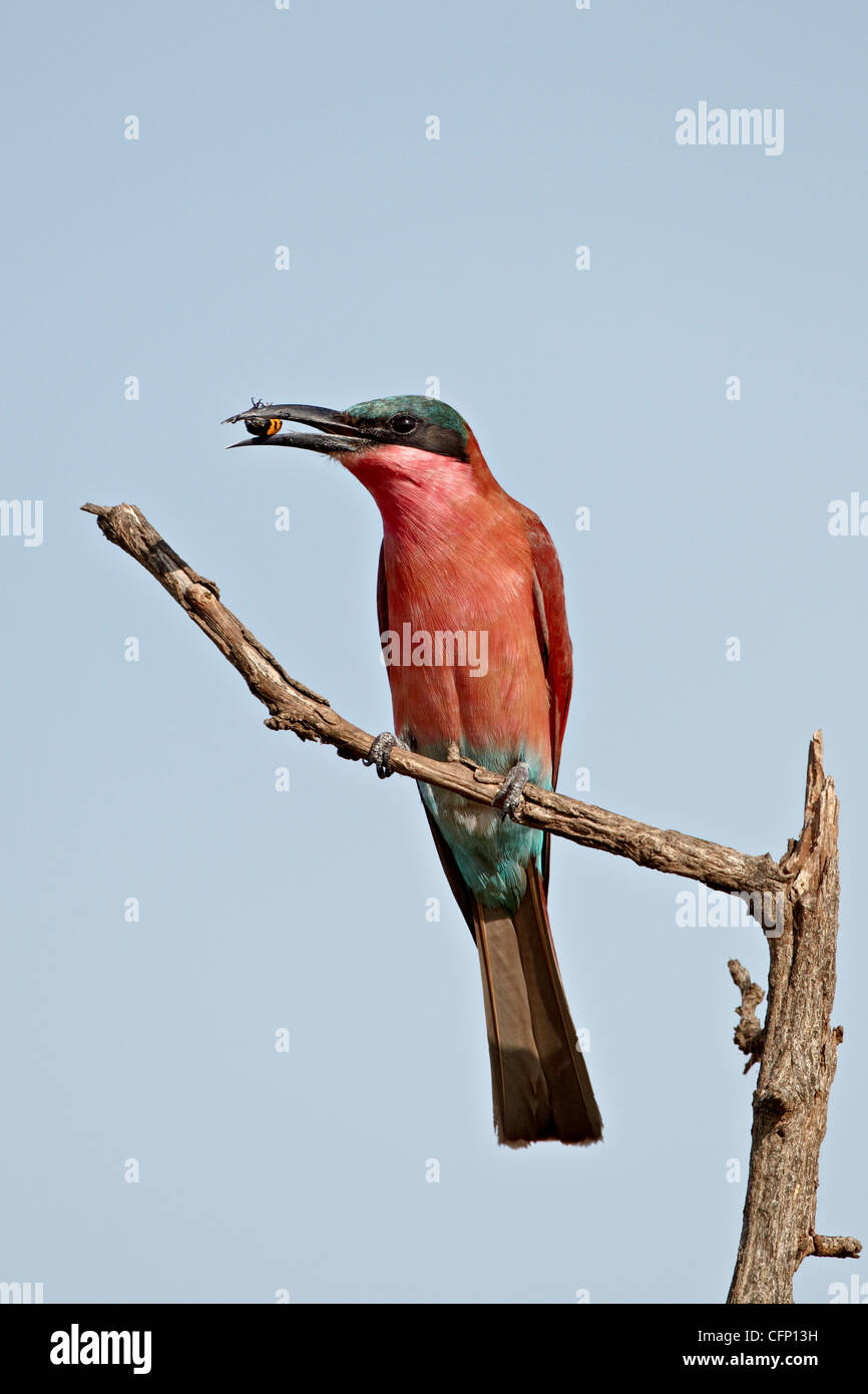 (Southern) carmine bee-eater (Merops nubicoides) with an insect, Kruger National Park, South Africa, Africa Stock Photo