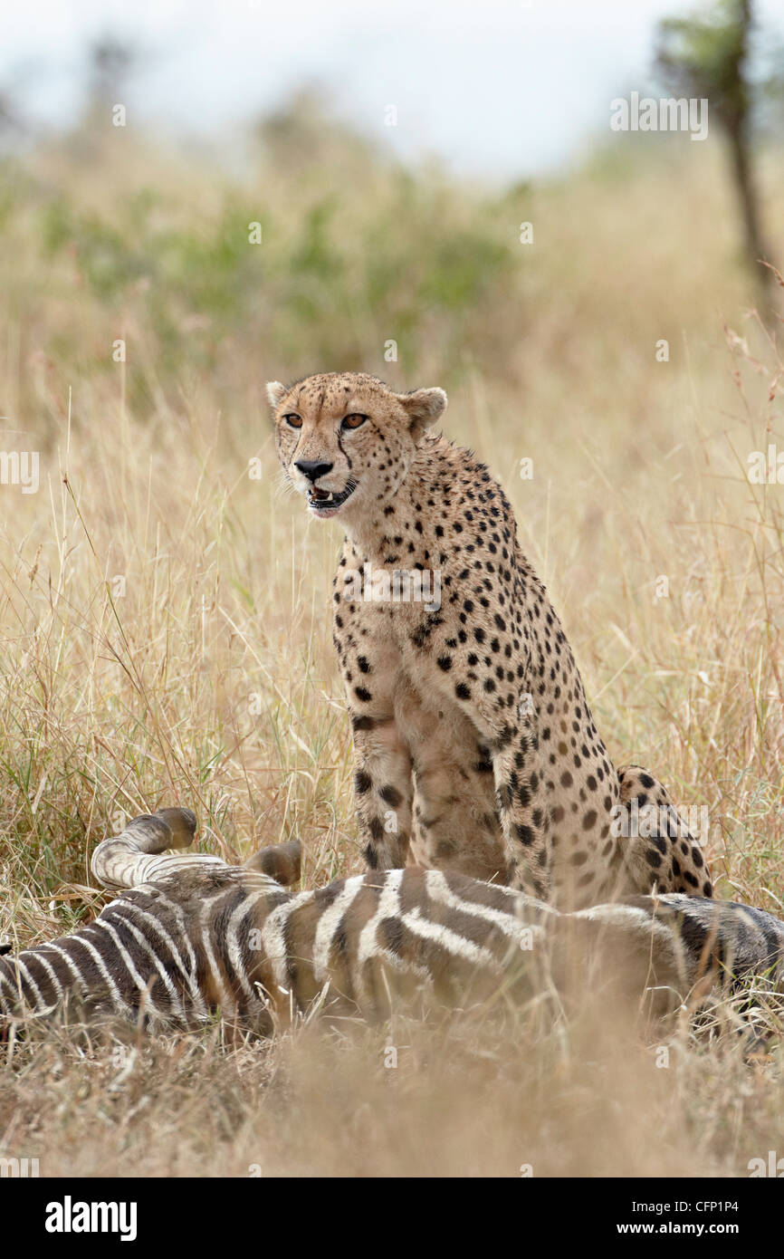 Cheetah (Acinonyx jubatus) at a zebra kill, Kruger National Park, South