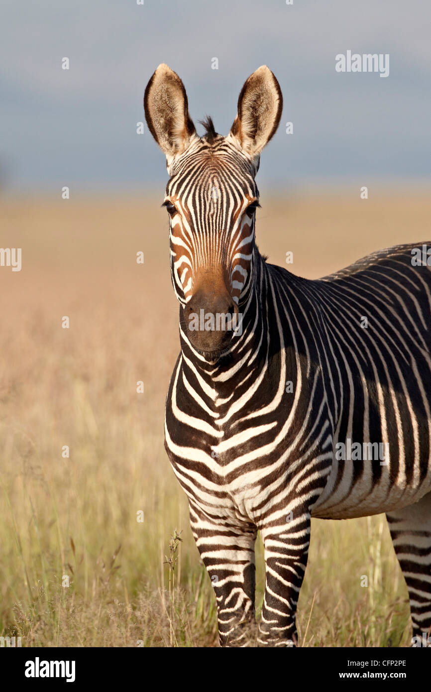 Cape mountain zebra (Equus zebra zebra), Mountain Zebra National Park, South Africa, Africa Stock Photo