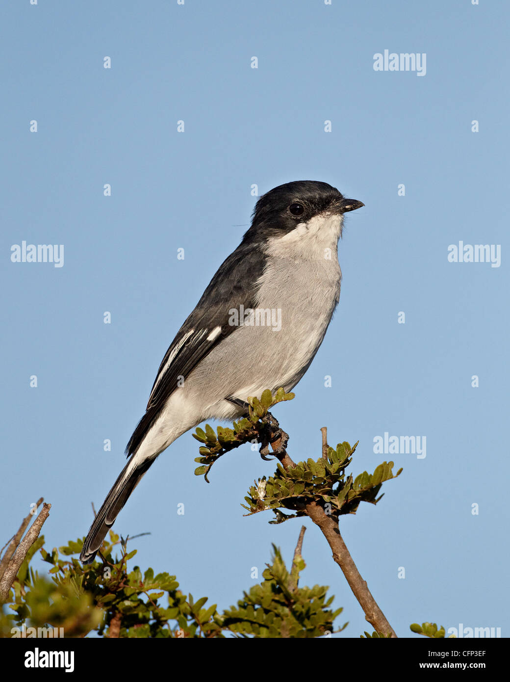 Fiscal flycatcher (Sigelus silens), Addo Elephant National Park, South Africa, Africa Stock Photo