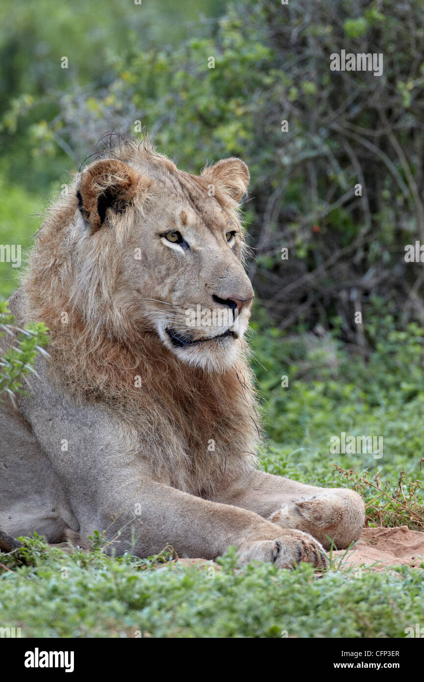 Lion (Panthera leo), Addo Elephant National Park, South Africa, Africa Stock Photo
