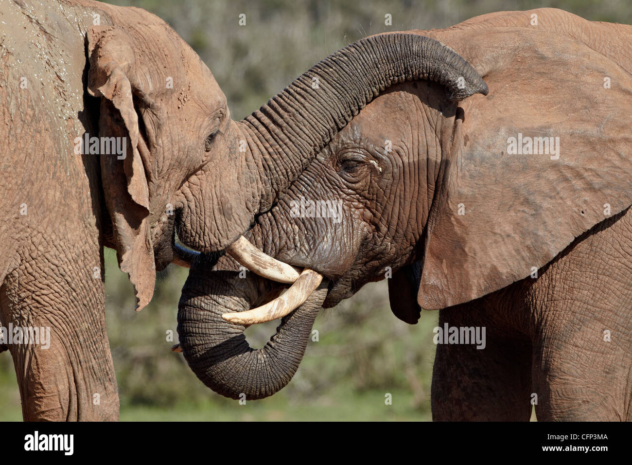 Two African elephant (Loxodonta africana), Addo Elephant National Park, South Africa, Africa Stock Photo