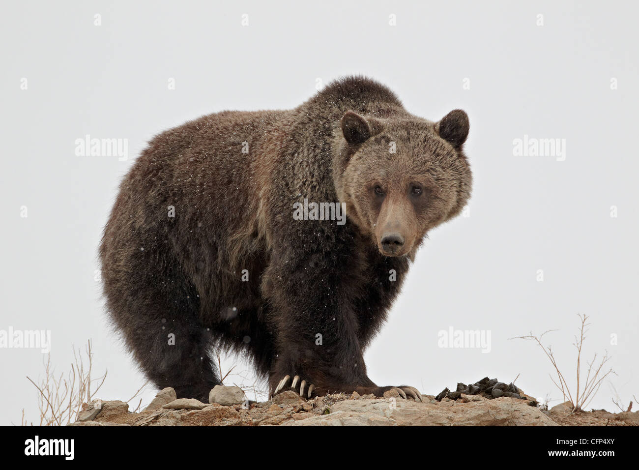 Grizzly bear (Ursus arctos horribilis), Wyoming, United States of America, North America Stock Photo