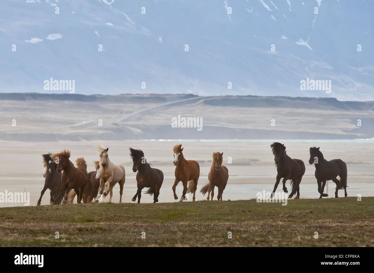 Herd of Icelandic Horses running free, Skagafjordur, Iceland Stock Photo