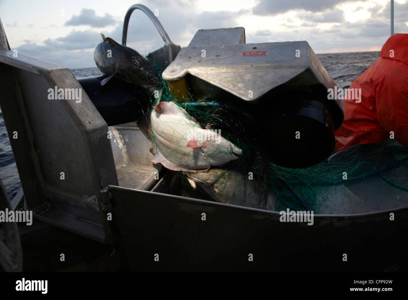 Halibut hires stock photography and images Alamy