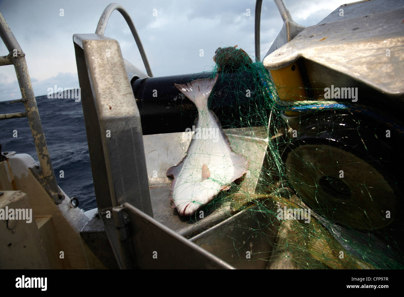 A halibut in a net . Stock Photo