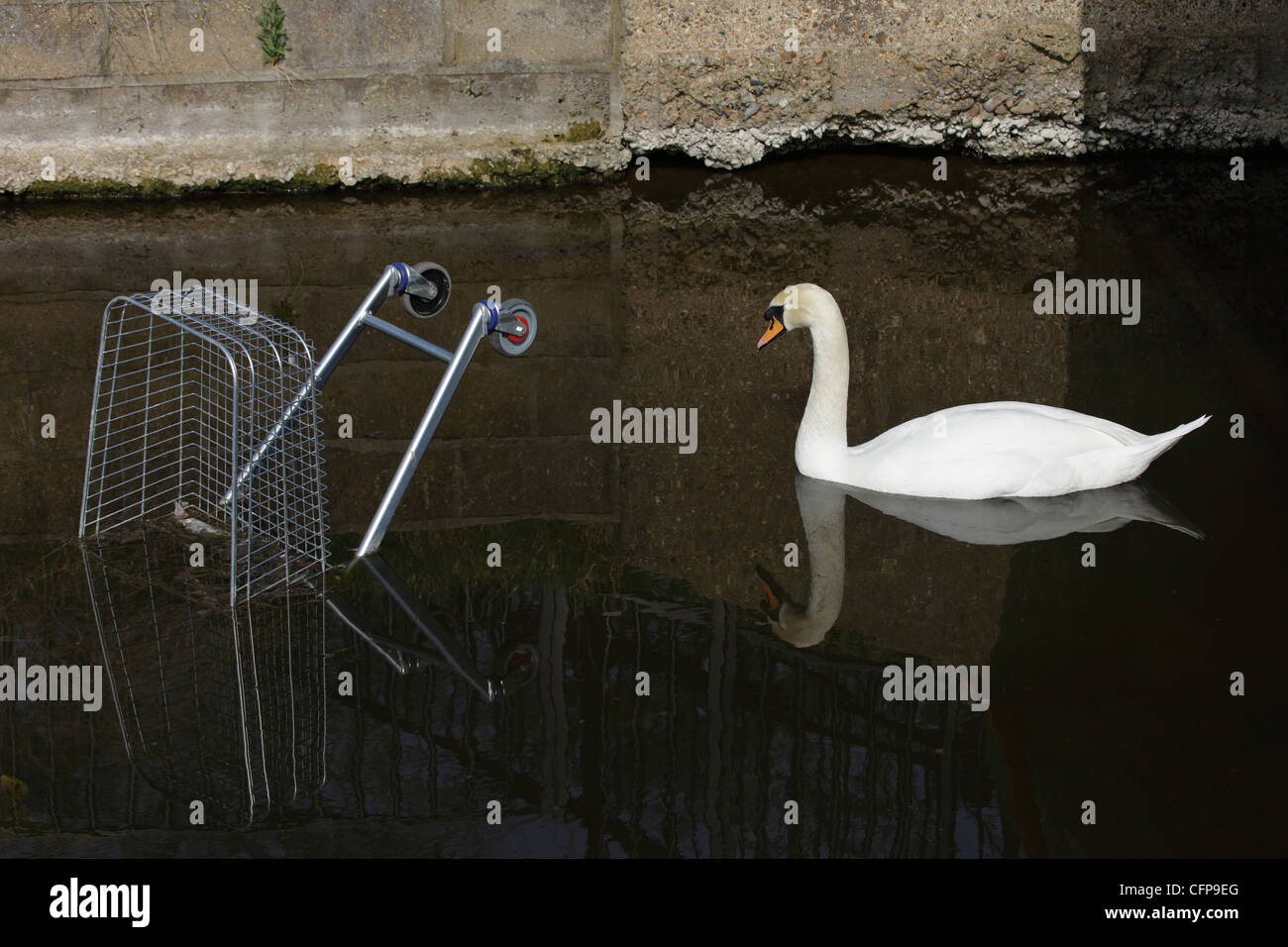 Mute swan approaching shopping trolley dumped in river Stock Photo