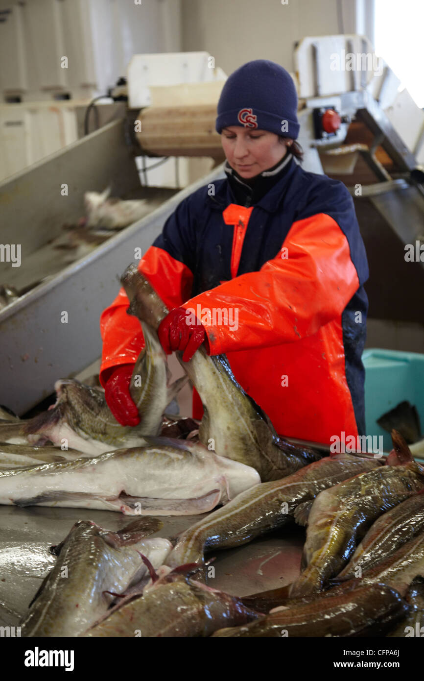 Workers in a fish factory preparing cod to be dried stockfish Stock Photo