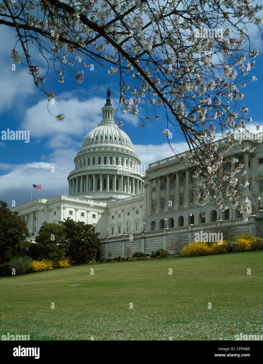 The Capitol Building and Spring blossom, Washington DC, USA Stock Photo ...
