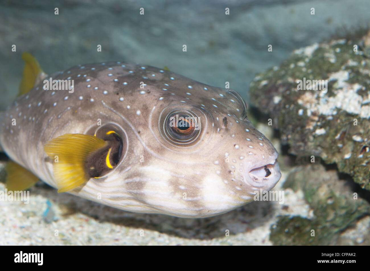 Porcupinefish closeup (diodon hystrix) Stock Photo