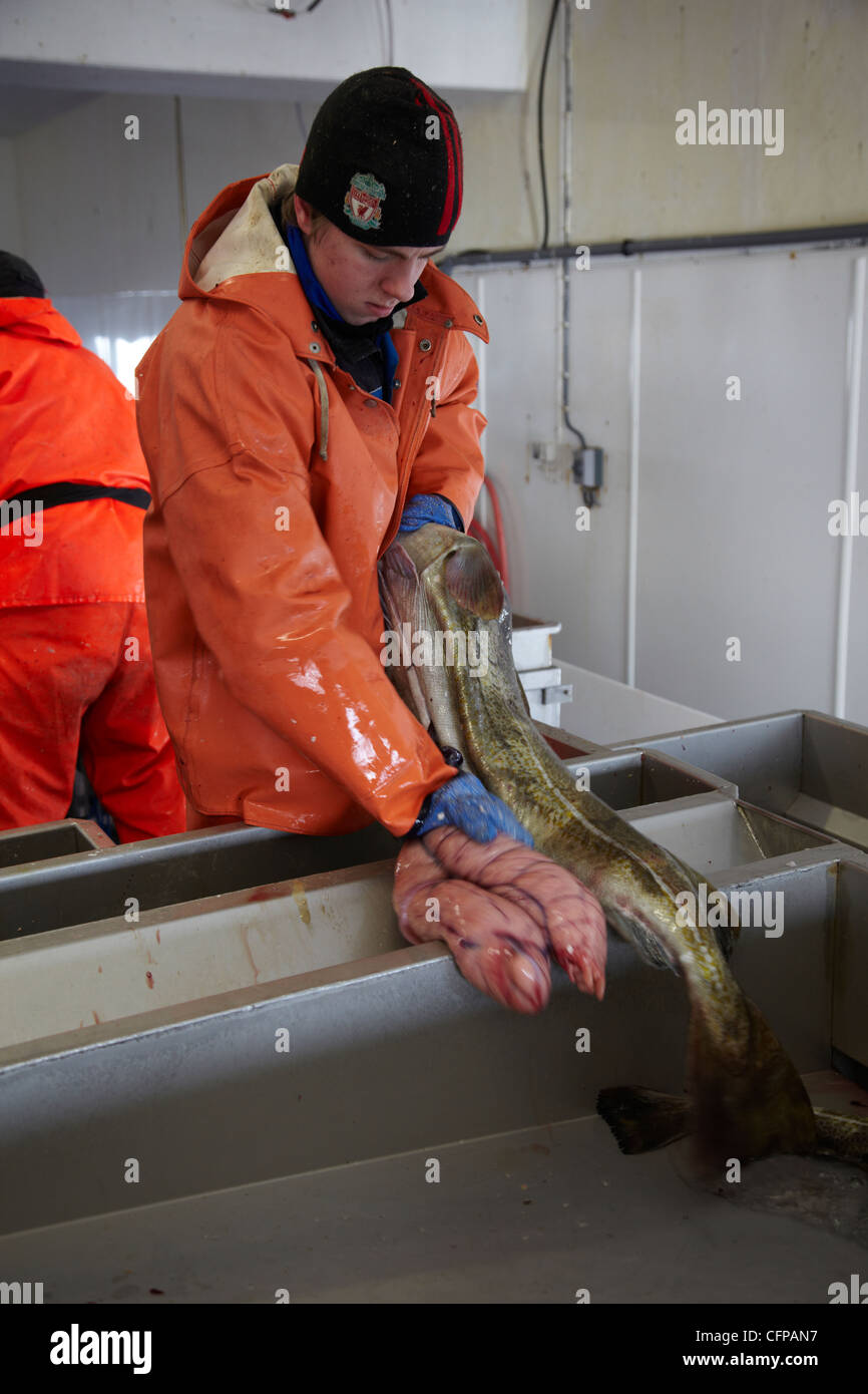 Young fisherman in a fish factory with cod. Torsk. Skrei Stock Photo