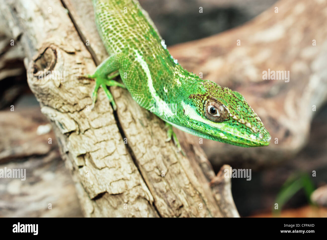 Knight Anole Anolis equestris closeup Stock Photo - Alamy