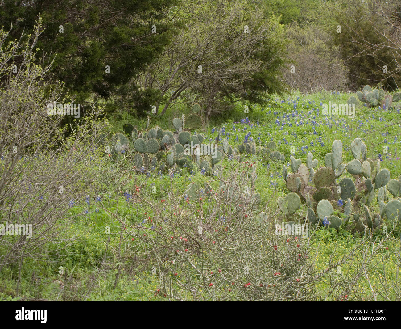 Hill country landscape Stock Photo