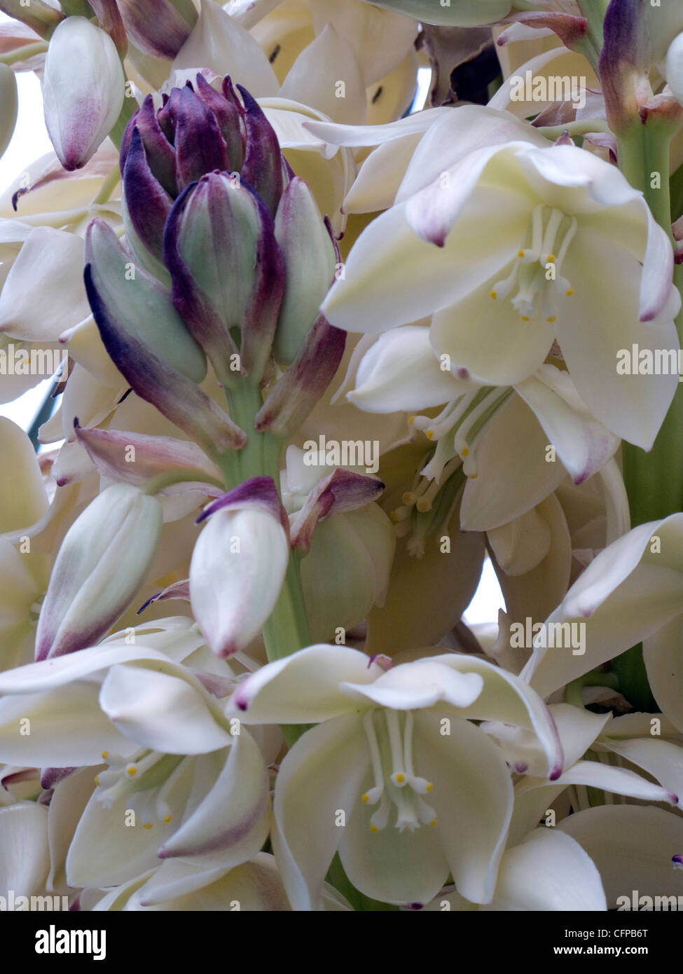 Texas yucca plant in bloom hires stock photography and images Alamy