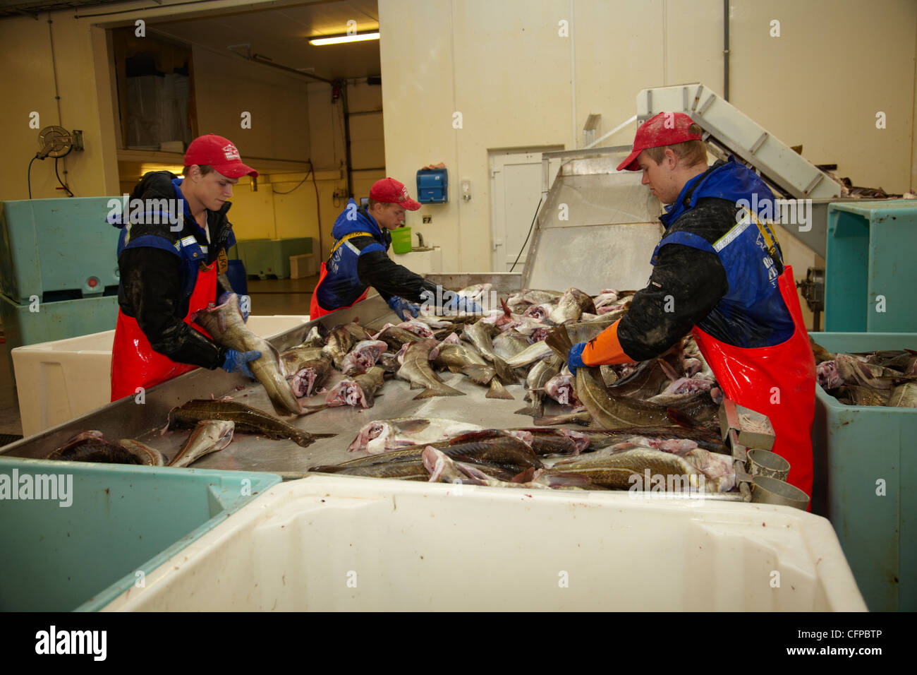 Workers in a fish factory in Röst, Lofoten, Norway. Stock Photo