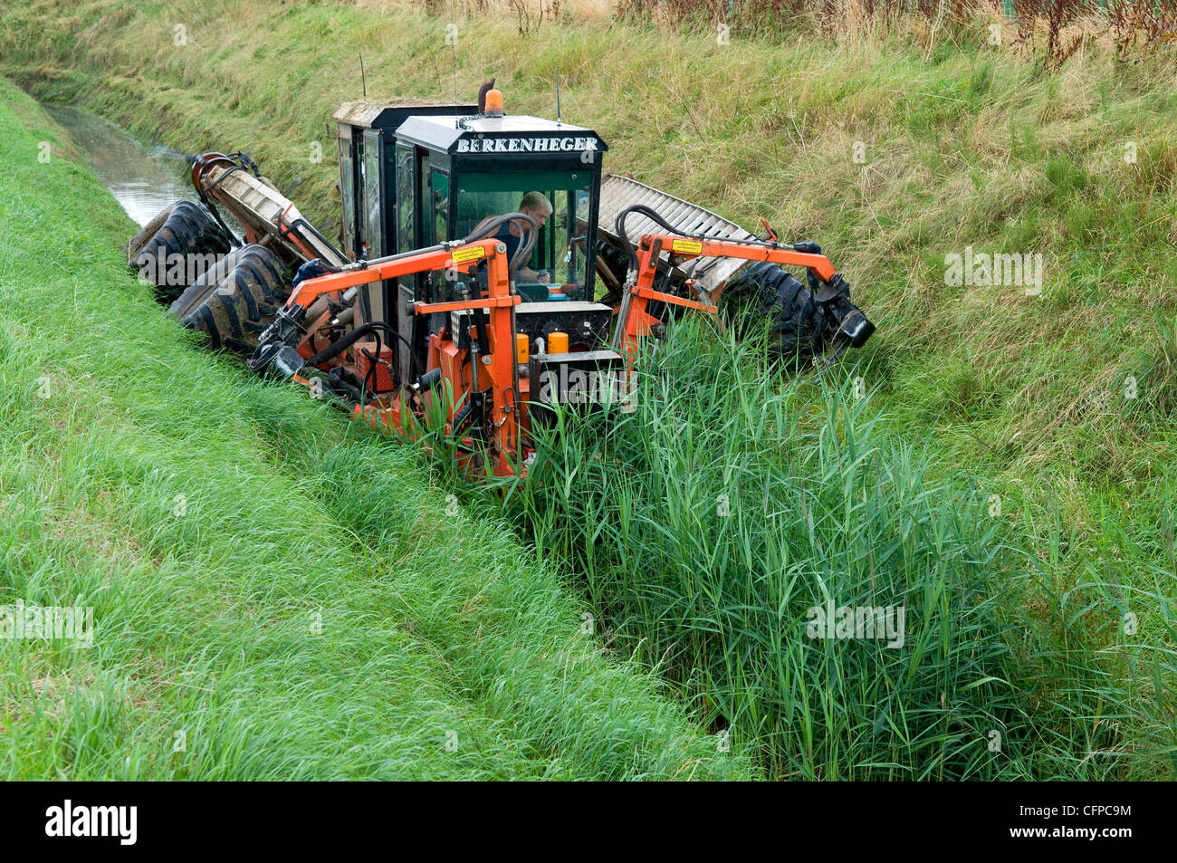 cutting reed in west norfolk, england Stock Photo Alamy