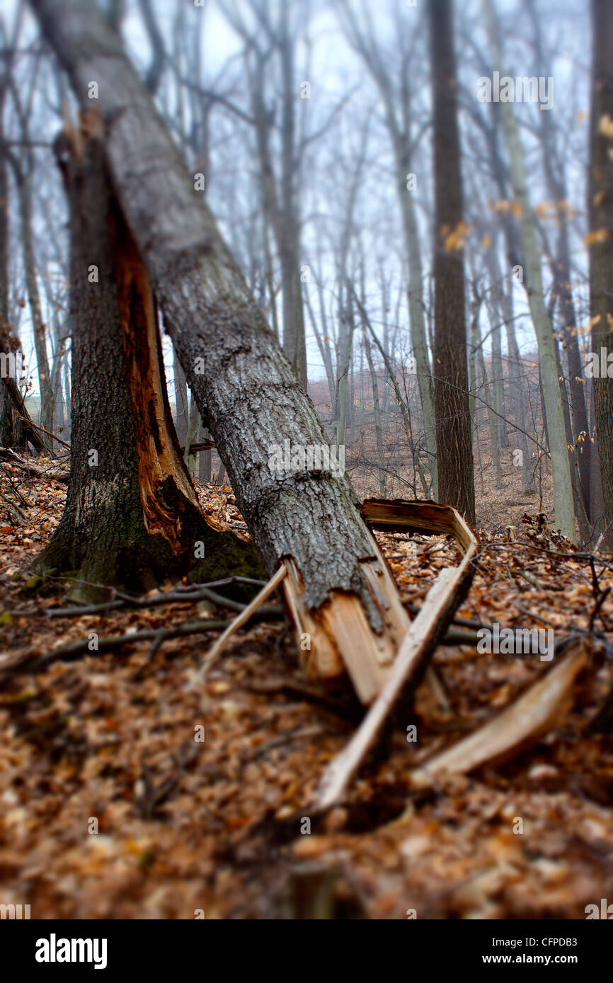 A tree knocked down during superstorm Sandy in a wooded area in New Haven Connecticut USA Stock Photo