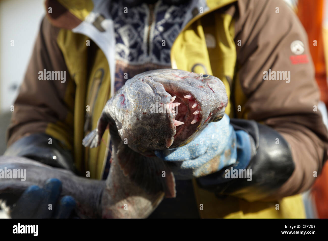 Havskatt, catfish, Steinbit Stock Photo