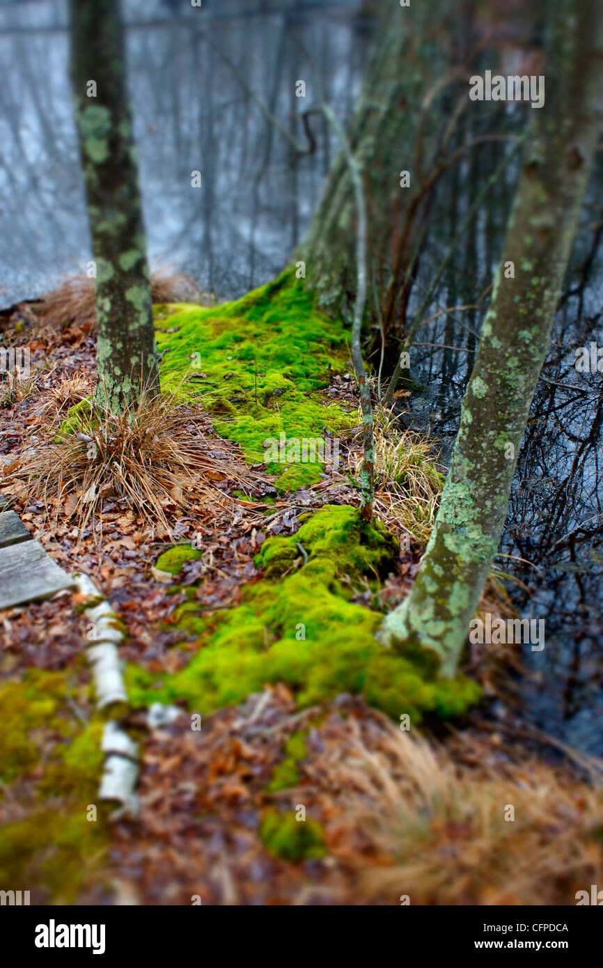 Green moss and lichen covers the ground and trees in Connecticut USA with pond water Stock Photo