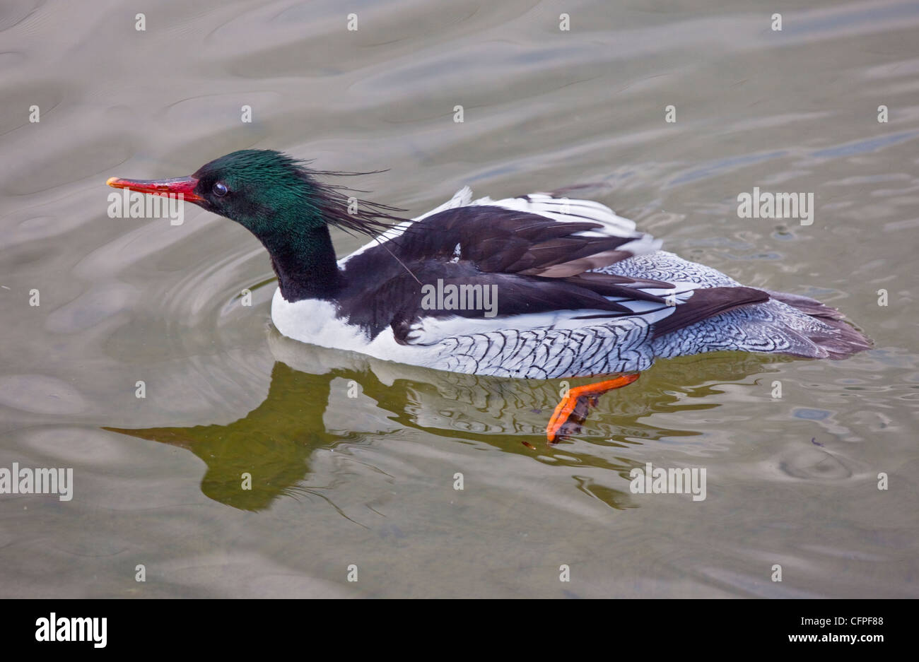 Male Scaly Sided Merganser duck (mergus squamatus) Stock Photo