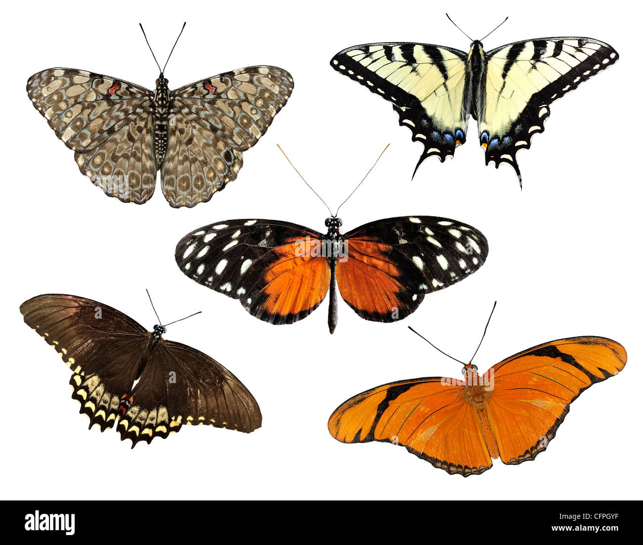 Tropical Butterflies Isolated On White Background Stock Photo