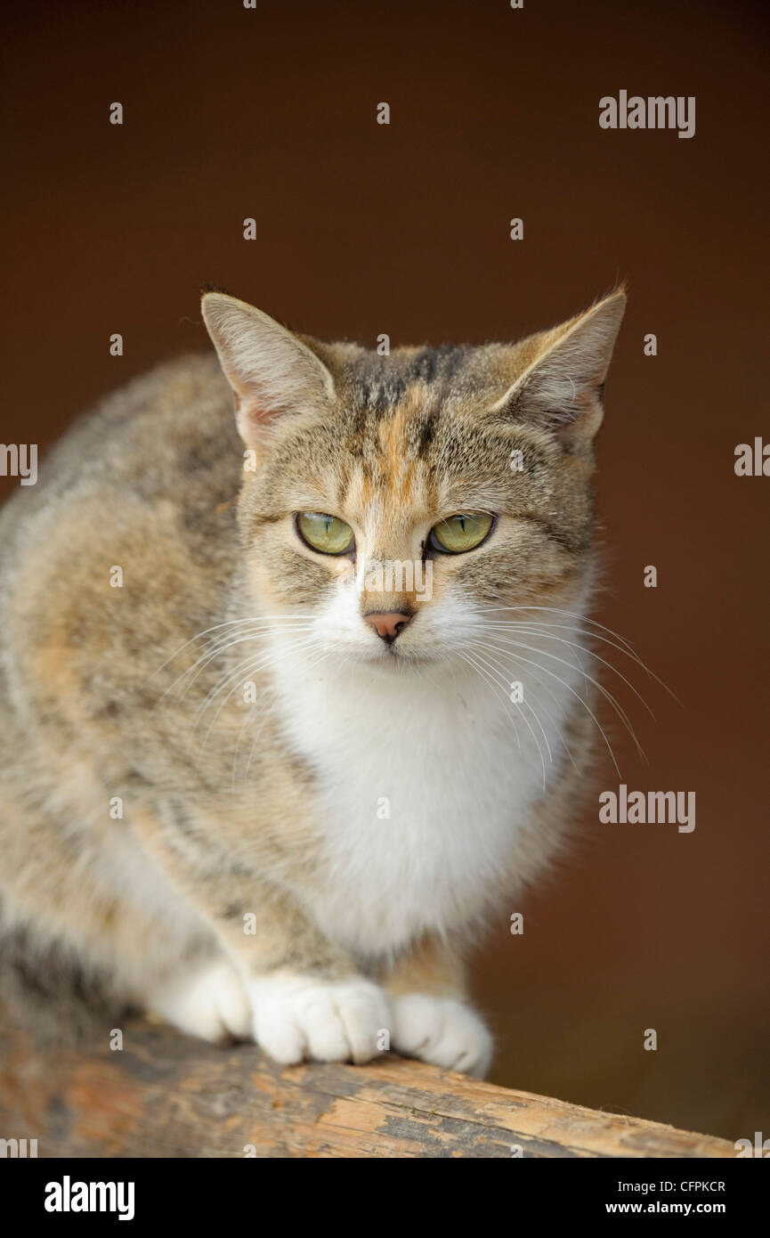 Sitting domestic cat Stock Photo - Alamy