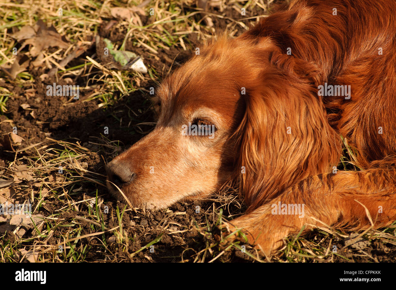 Dog relaxing Stock Photo