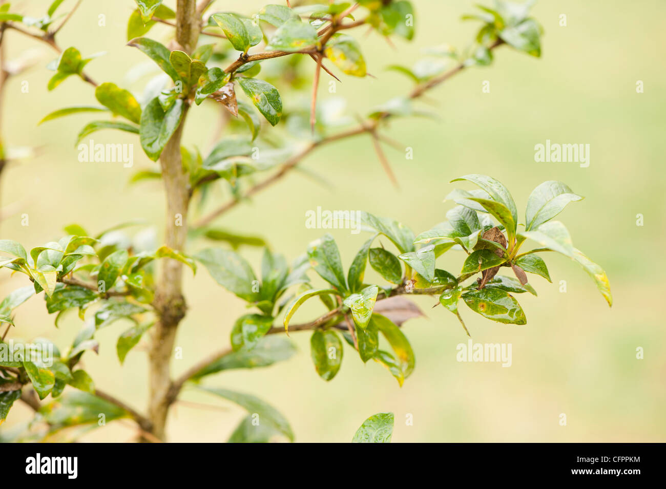 Berberis valdiviana hi-res stock photography and images - Alamy