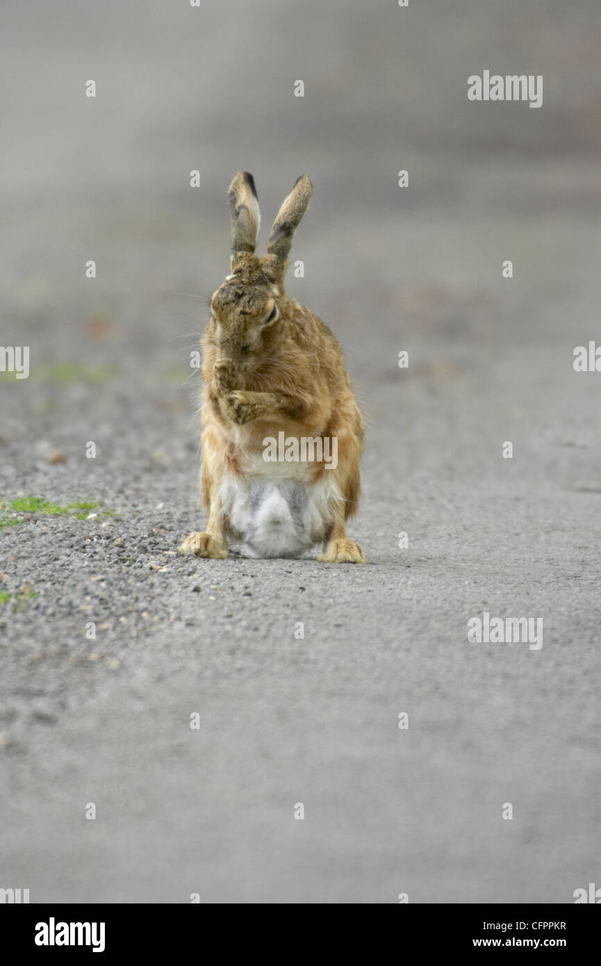 Brown or European hare, Lepus europaeus, grooming. Oxfordshire, UK. Stock Photo