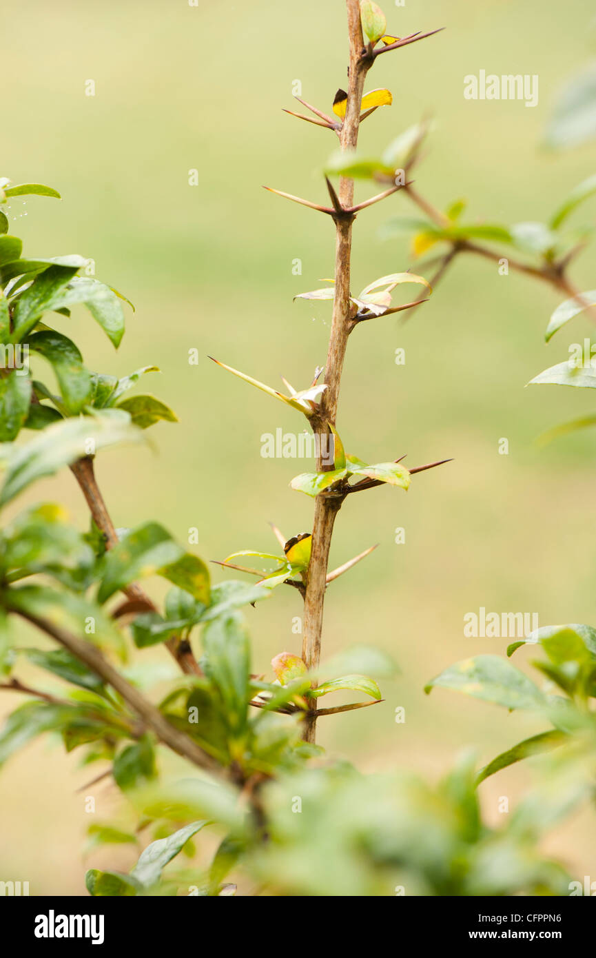 Berberis valdiviana hi-res stock photography and images - Alamy