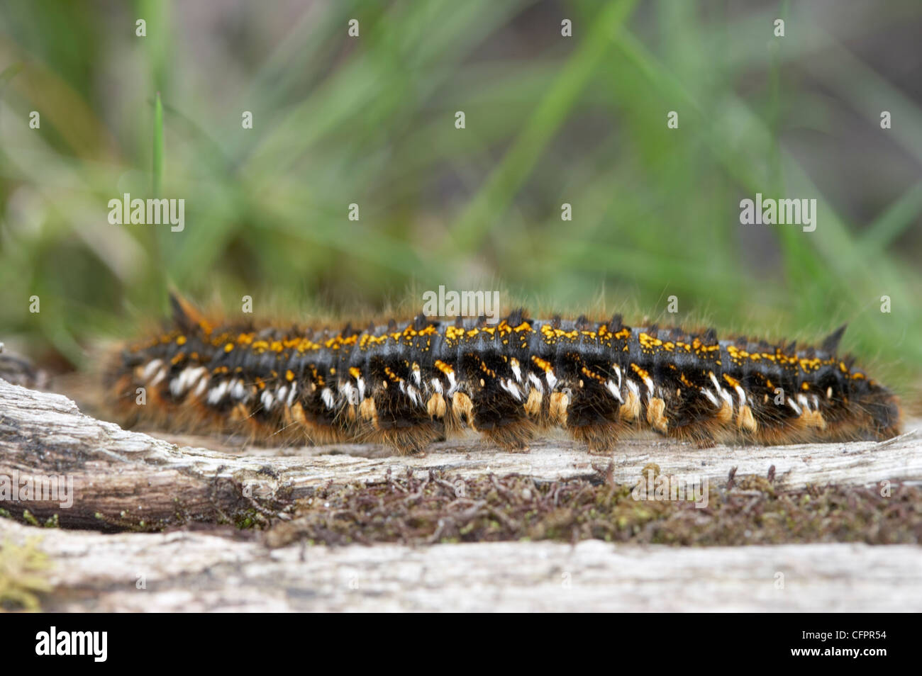 Drinker moth caterpillar, Euthrix potatoria. RSPB Glenborrodale, Ardnamurchan, UK. Stock Photo