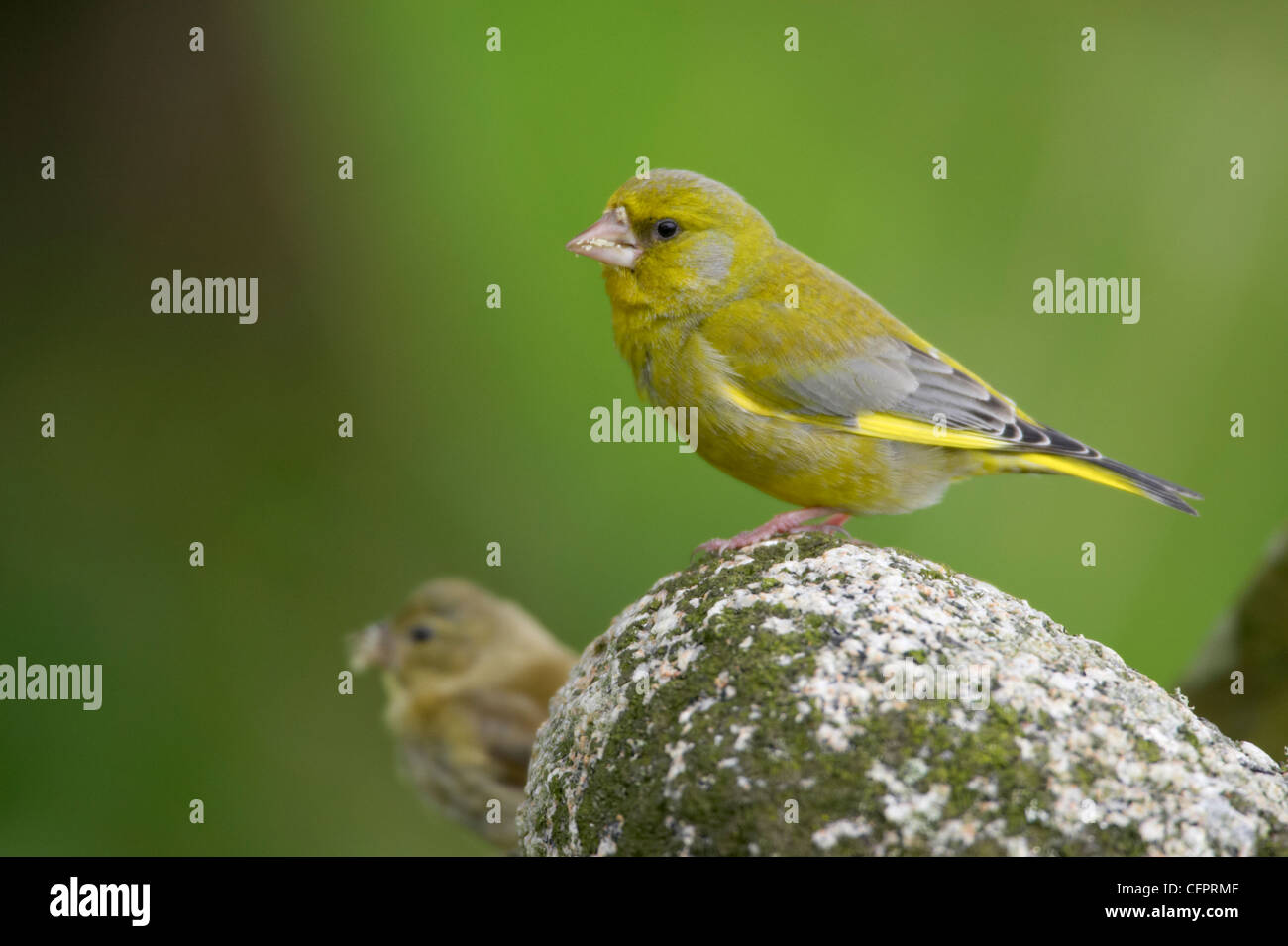 Female, Greenfinch, Carduelis chloris, on wall. Kilmory, Ardnamurchan, UK. Stock Photo