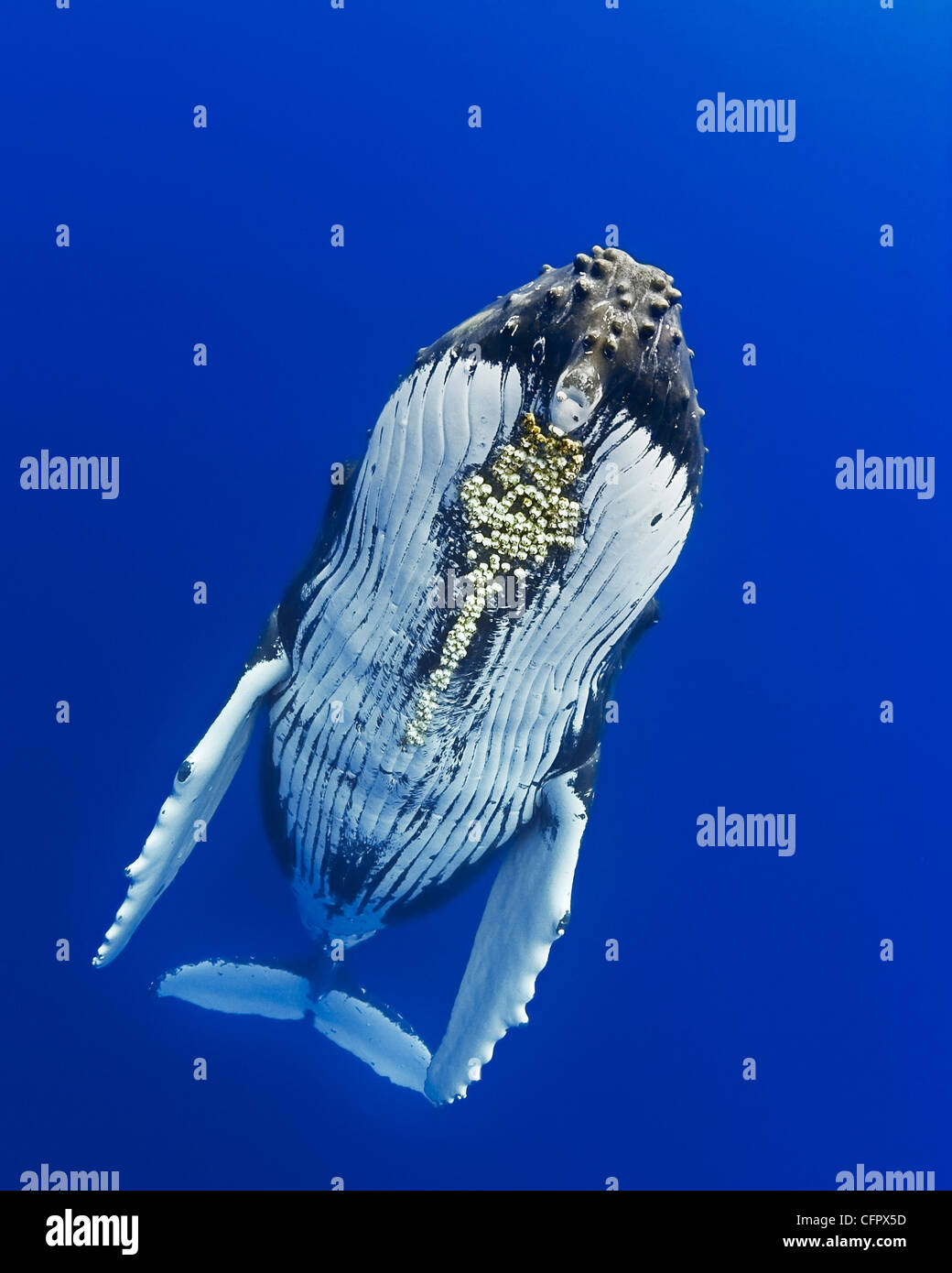 humpback whale, Megaptera novaeangliae, with parasitic acorn barnacles attached under chin, Cornula diaderma, Hawaii, USA Stock Photo