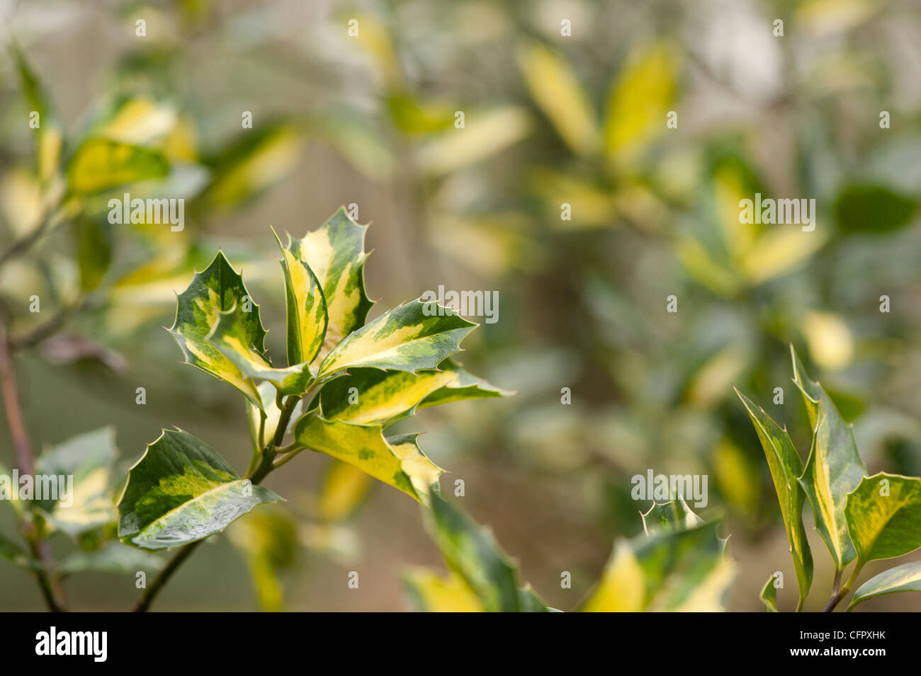 Ilex aquifolium 'Maderensis Variegata' Stock Photo - Alamy