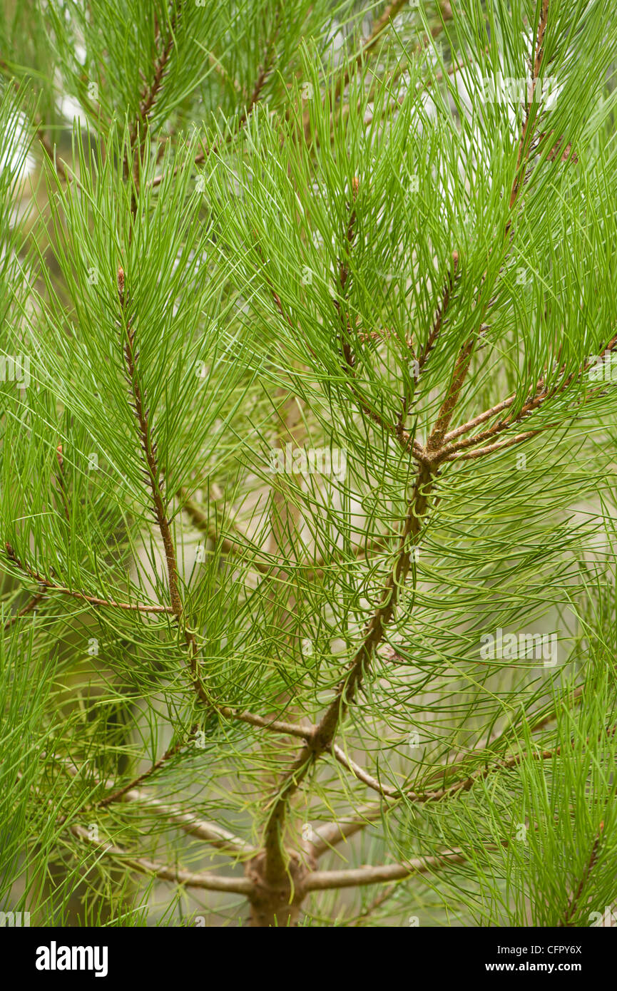 pinus Pinaster Pin Maritime