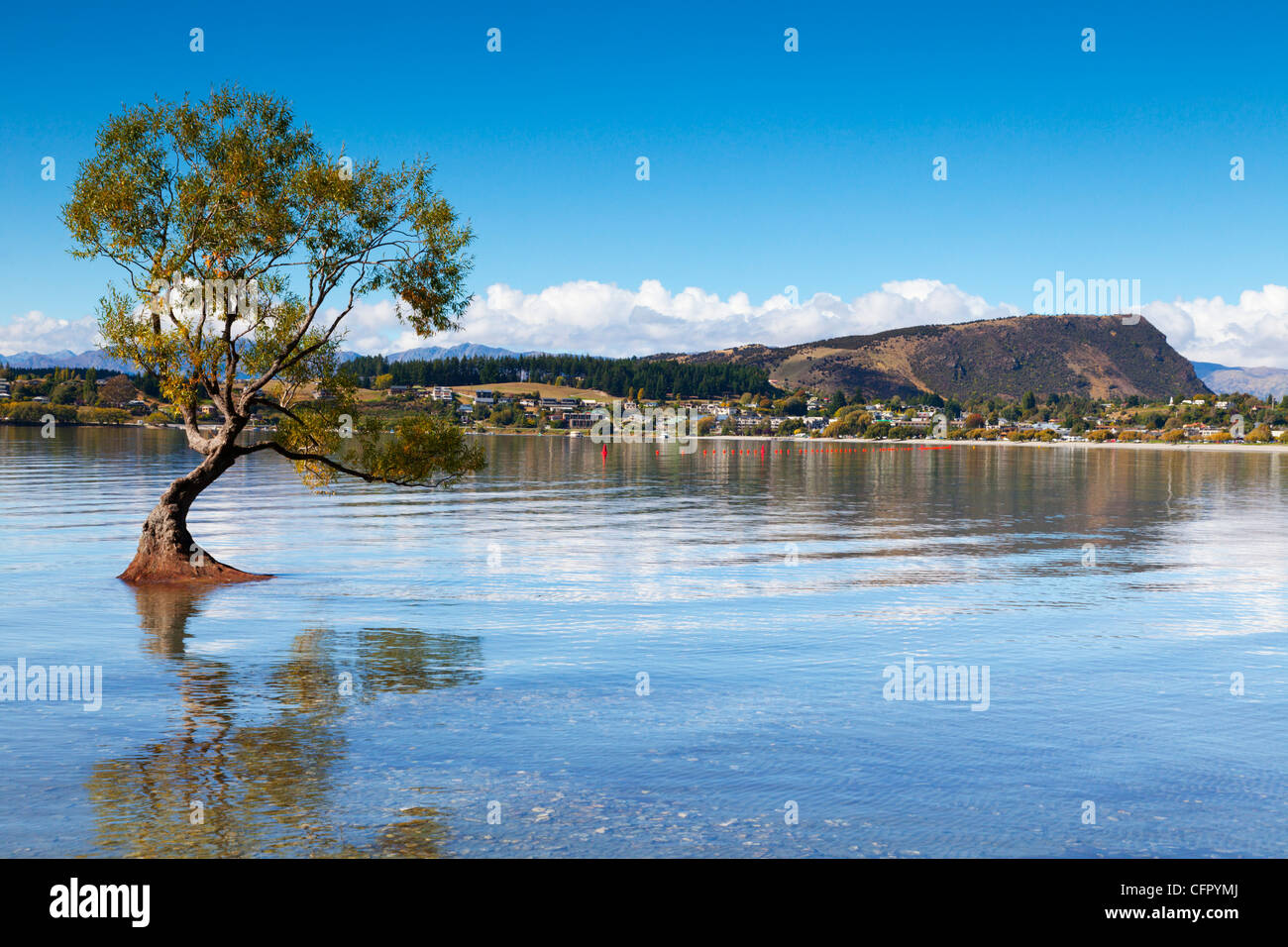 The famous tree in Lake Wanaka, Otago, New Zealand. Stock Photo