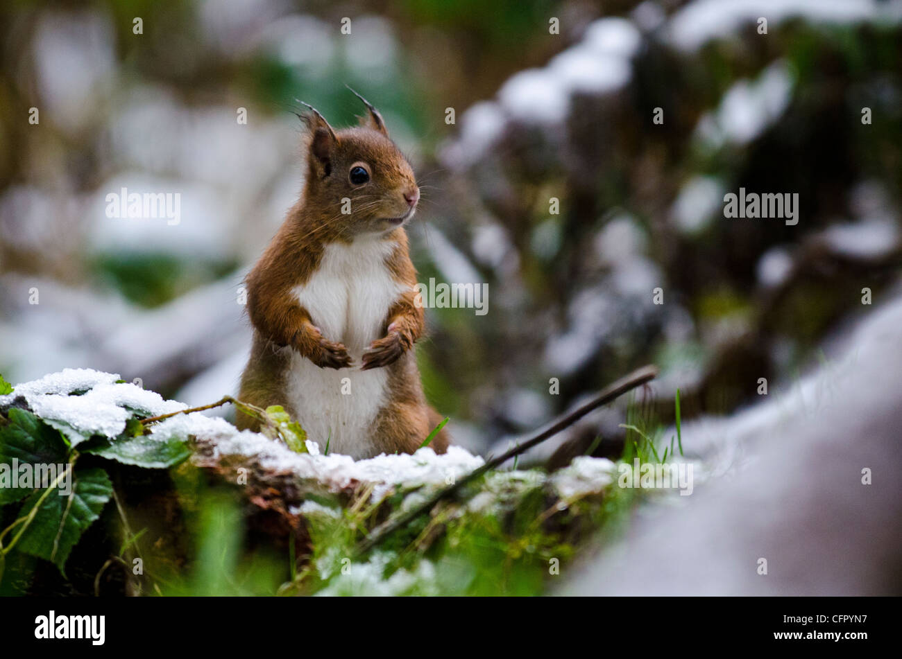 Red Squirrel In Snow Stock Photo