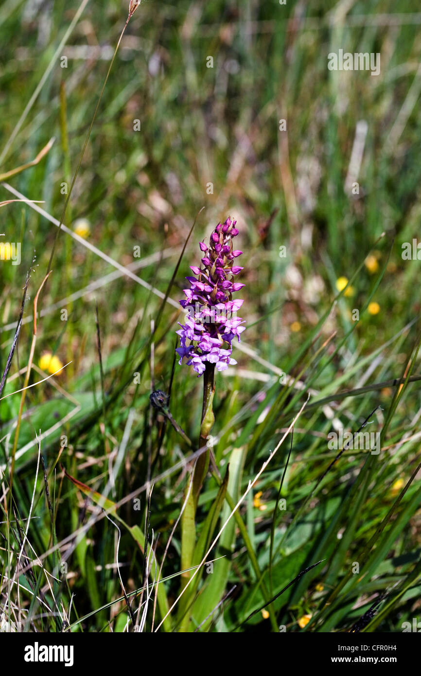 Northern Marsh Orchid Claigan Dunvegan Isle of Skye Scotland Stock Photo