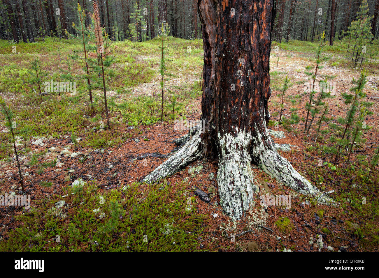 A tree root in an arctic forest Stock Photo - Alamy