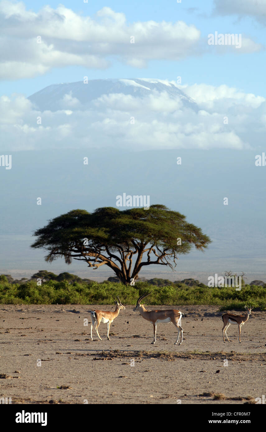 Grant's gazelles and a Thomson's gazelle with Mount Kilimanjaro in the background, Amboseli National Park, Kenya, East Africa. Stock Photo