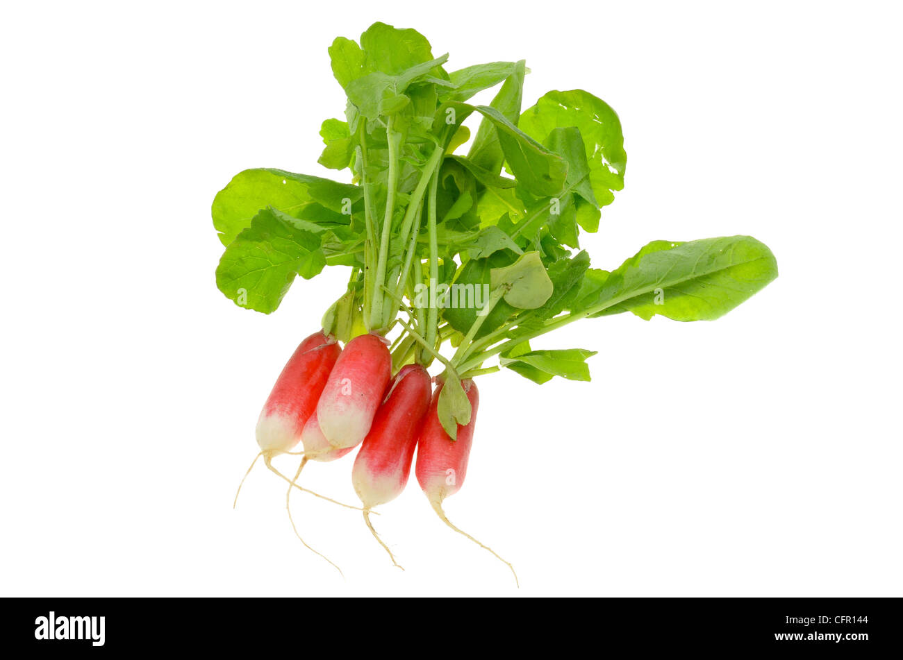 Fresh radishes taken in the studio with a high key white background Stock Photo