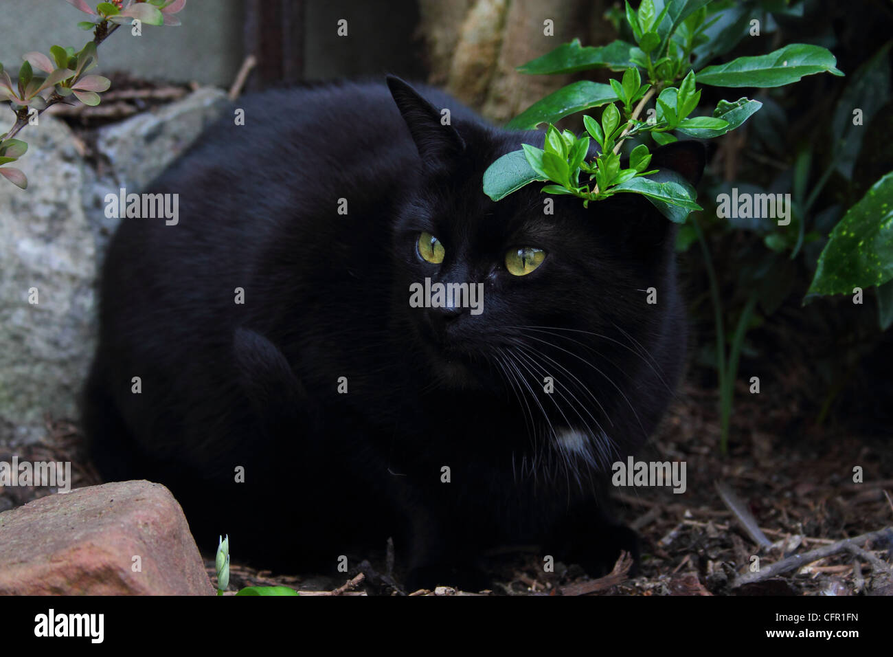 Black cat in the garden Stock Photo - Alamy
