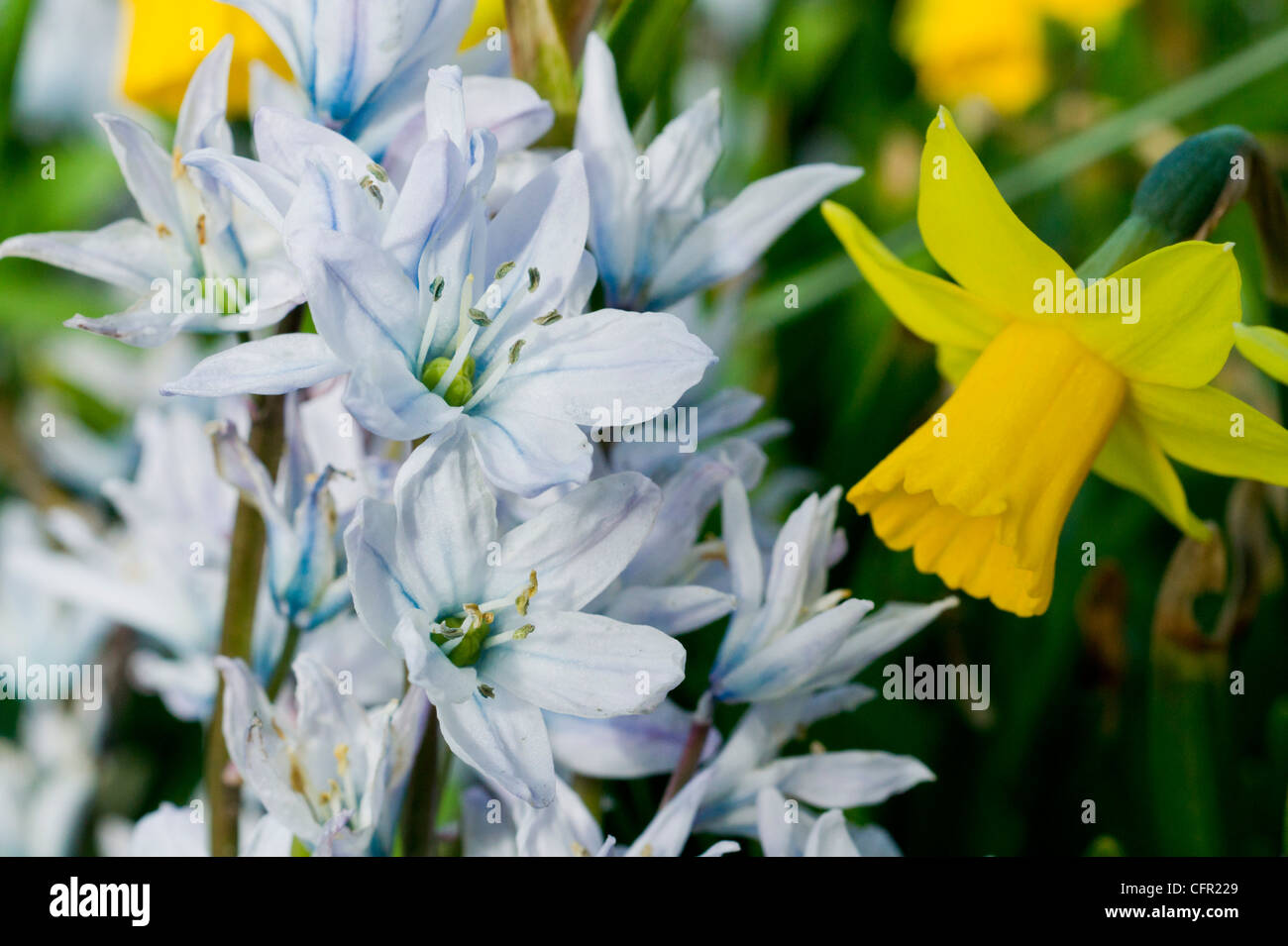 Star Hyacinth scilla mischtschenkoana with a Daffodil in Spring Stock Photo