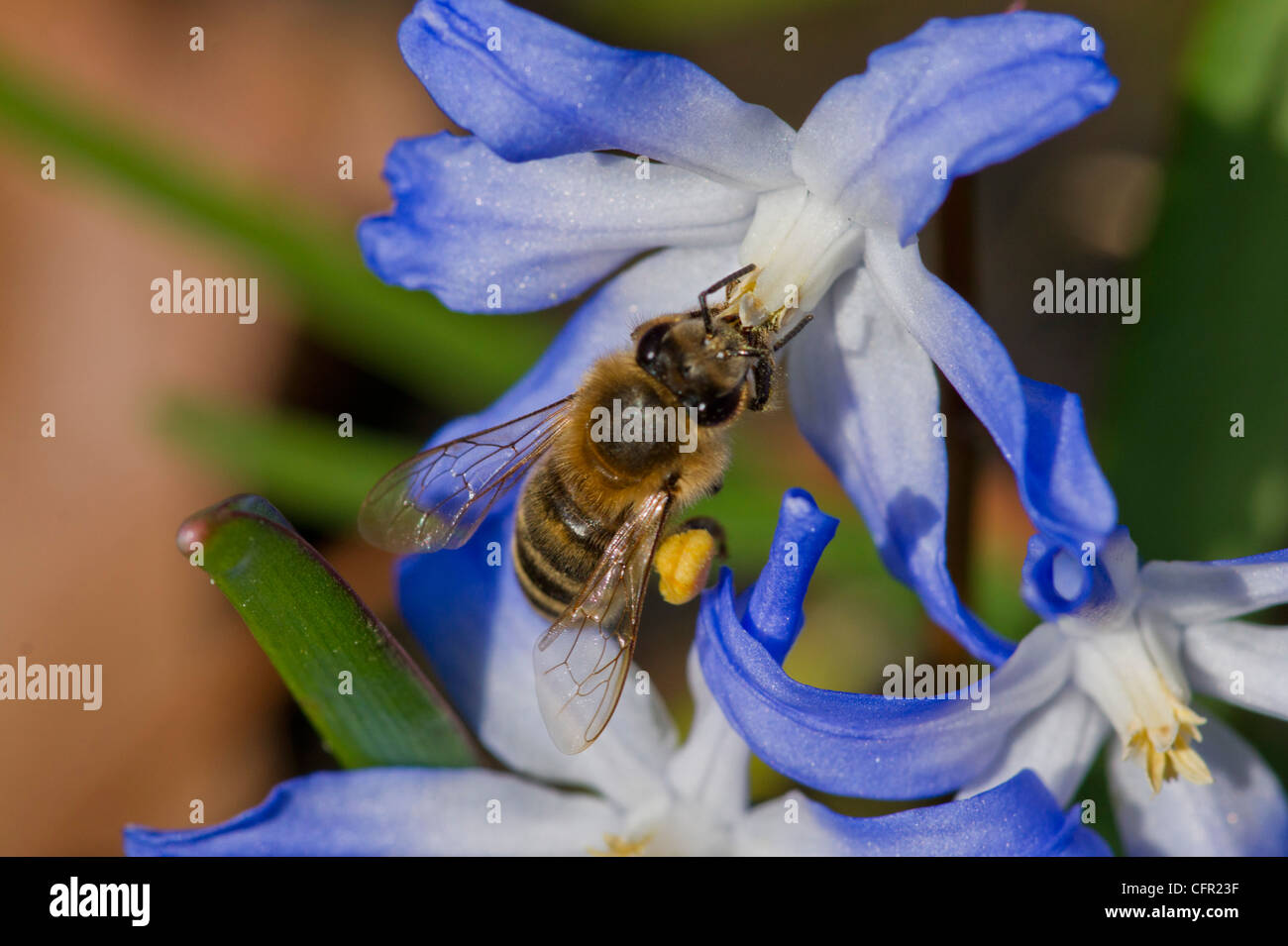 Honey Bee and a Star Hyacinth Macro Stock Photo