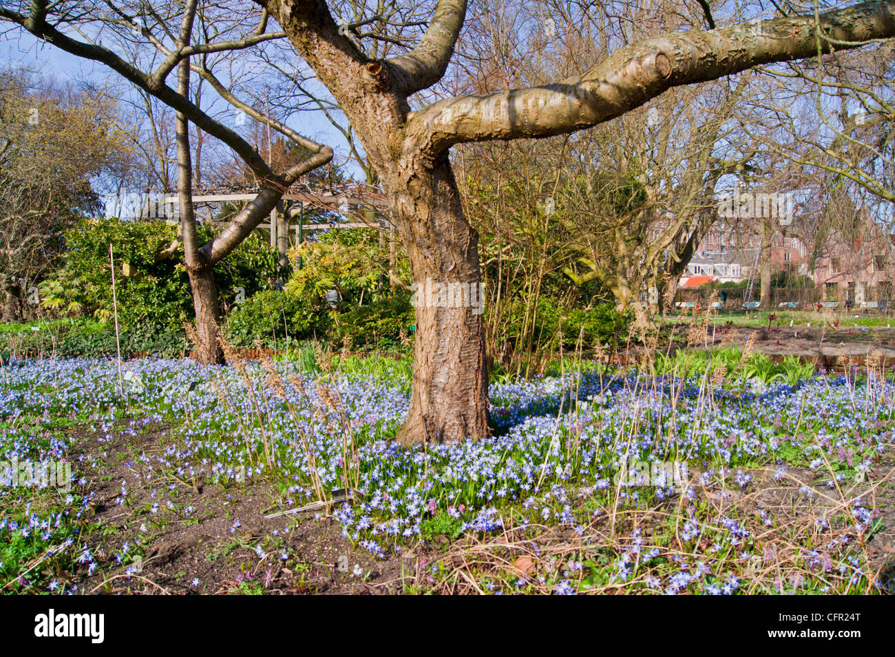 Bare Japanese Cherry trees with blue star Hyacinth in Spring Stock ...