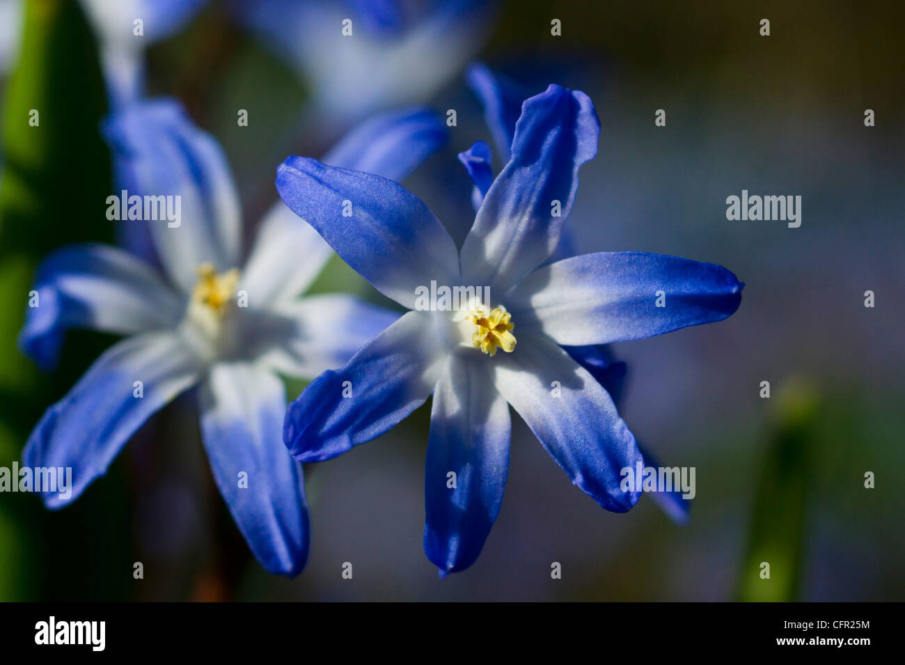 Blue Star Hyacinth flowers in Spring Stock Photo - Alamy